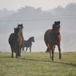 Les chevaux en hiver