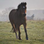 Les chevaux en hiver