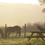 Chevaux aux gites