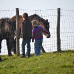 Chevaux aux gites