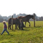 Chevaux aux gites