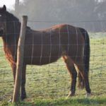 Les chevaux en hiver