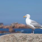 Mouette © Simon Bourcier