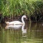 Cygnes © Simon Bourcier