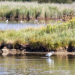 Aigrette gazette © Simon Bourcier