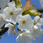 Pommiers en fleurs