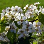 Pommiers en fleurs