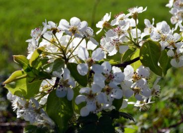 Pommiers en fleurs