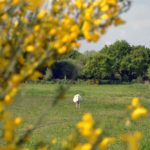 Genêts fleuris aux Hauts de Toulvern