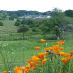 Vue de la terrasse sur la nature fleurie