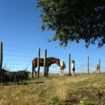 Enfants et chevaux