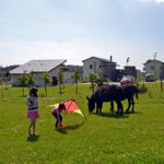 Enfants jouant devant les chevaux et les ânes