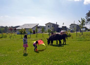 Enfants jouant devant les chevaux et les ânes