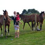 Chevaux aux Hauts de Toulvern