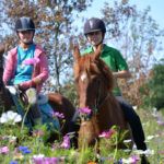 Chevaux et nature fleurie