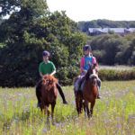 Chevaux et nature fleurie