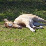 Heidi fait la sieste