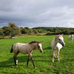 Les chevaux aux Hauts de Toulvern