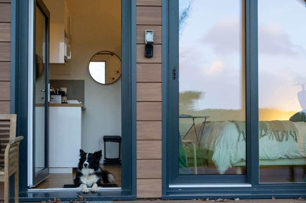 Chien aux Hauts de Toulvern