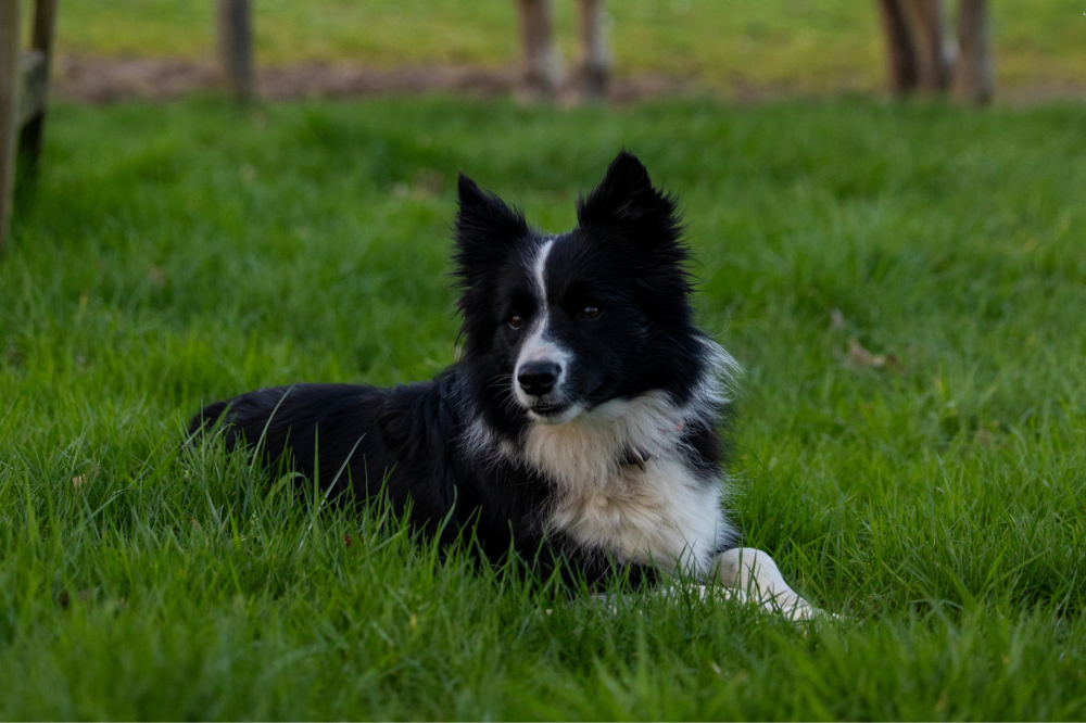 Chien aux Hauts de Toulvern