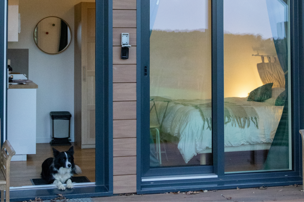 Chien aux Hauts de Toulvern