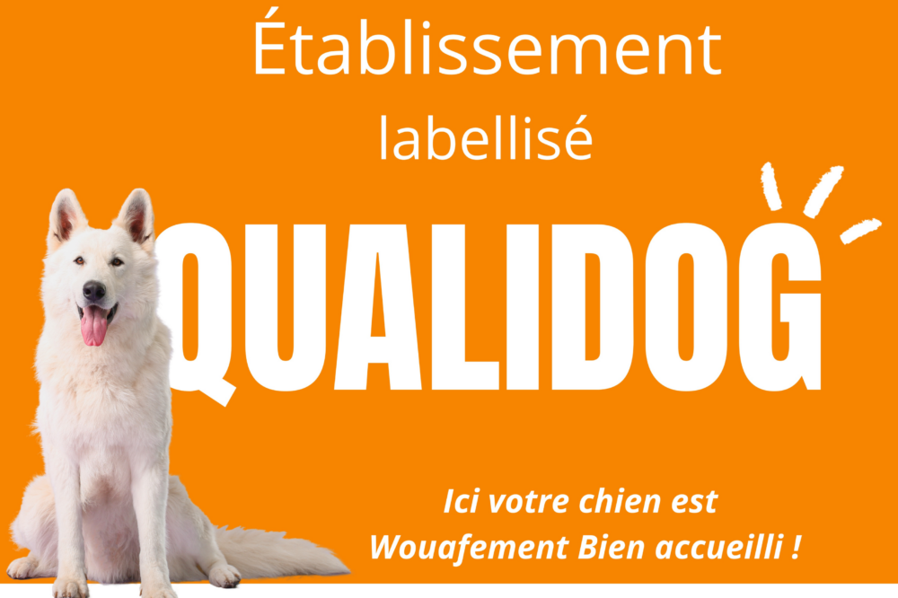 Qualidog - Chien aux Hauts de Toulvern